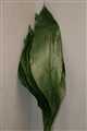 aspidistra leaf